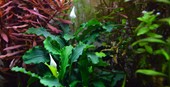 Bucephalandra pygmaea "bukit kelam" Dennerle